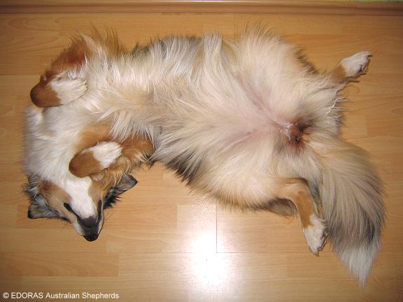 hund legt sich auf den rücken