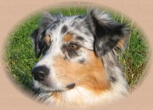 Lernen Sie unsere Schmusebacke Angel kennen