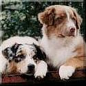 United States Australian Shepherd Association