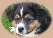 Das ist die Seite unseres Nesthkchens Skye
