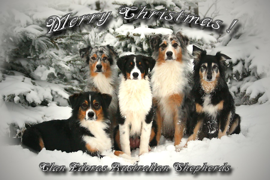 Fröhliche Weihnachten und alles Gute fürs Neue Jahr!!! Fröhliche Weihnachten und alles Gute fürs Neue Jahr!!!