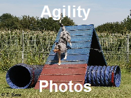 Action-Photos von Agility-Seminaren