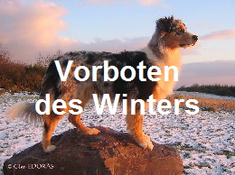 Winterliche Portraits von den Clan Edoras Aussies