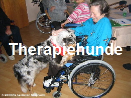 Meine Mdels bei der Therapiehundearbeit im Altenheim